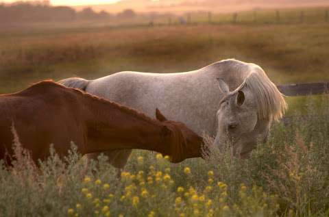 Hoofbeat to Heartbeat Equine Therapy